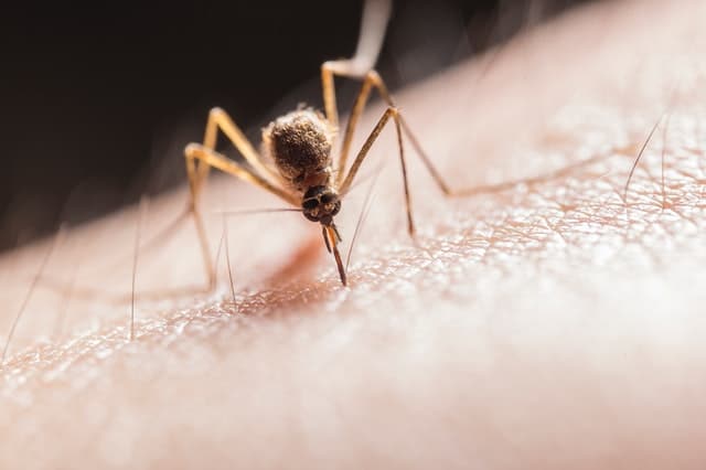 Mosquito Bites