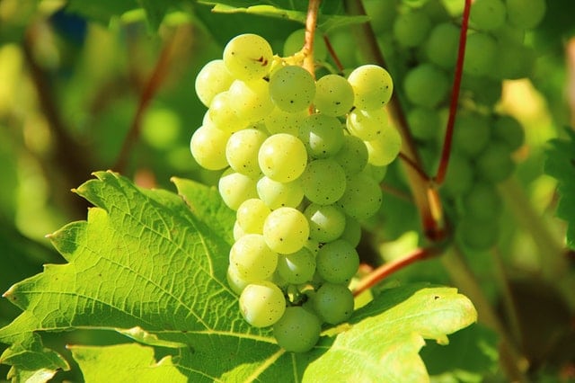 Grapes - Healthy Fruit to Eat During Pregnancy