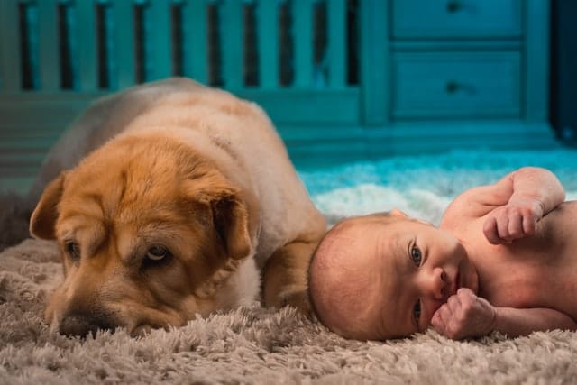 Get your Pet Ready to take care of baby
